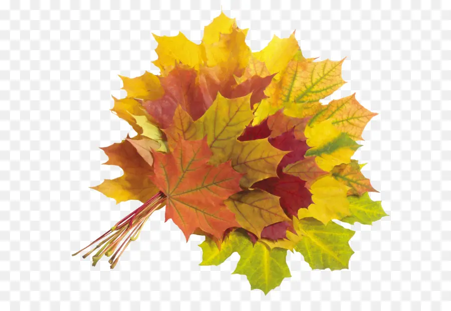 кленовый лист，осенние листья PNG