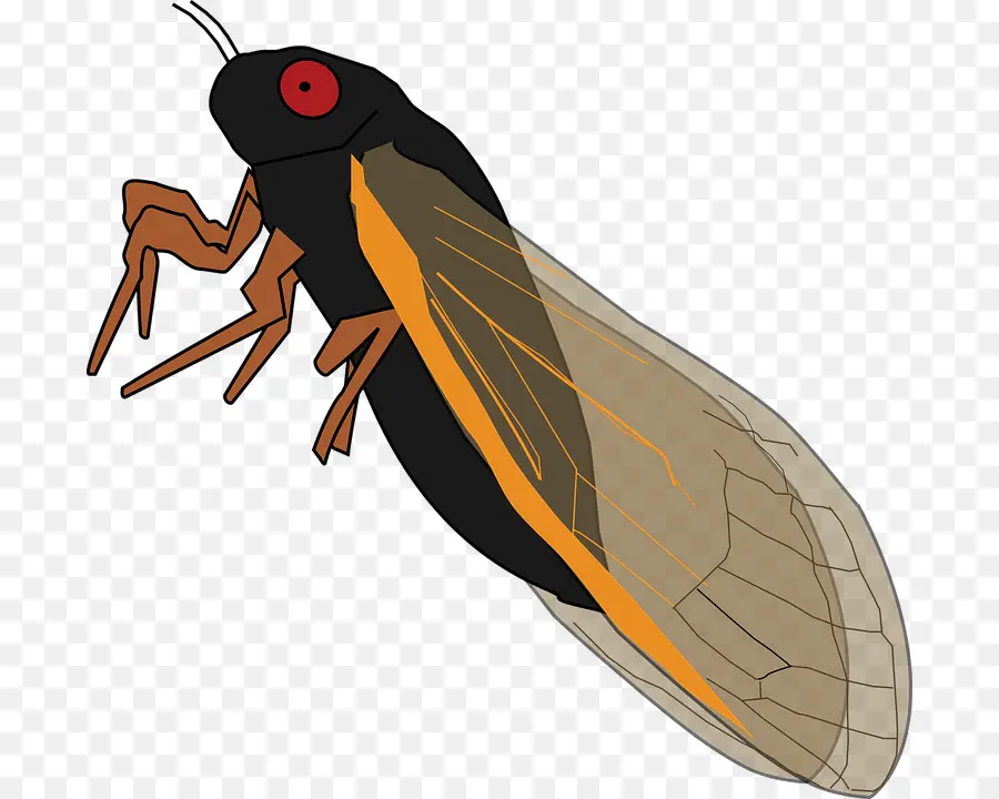 насекомое，периодические цикады PNG