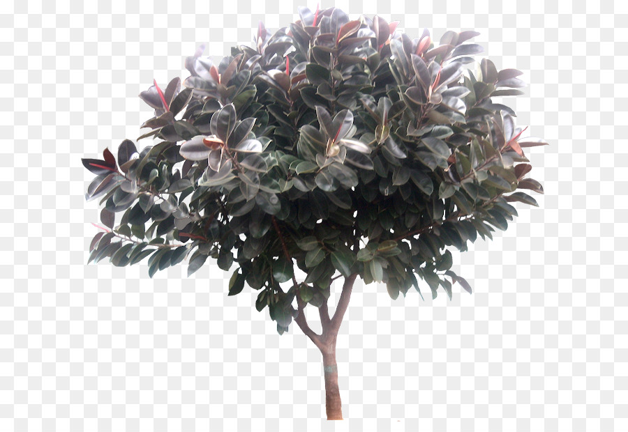 дерево，резиновый рис PNG