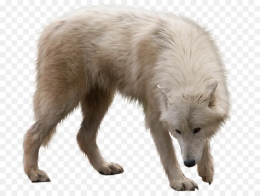 арктический волк，утонаганом PNG