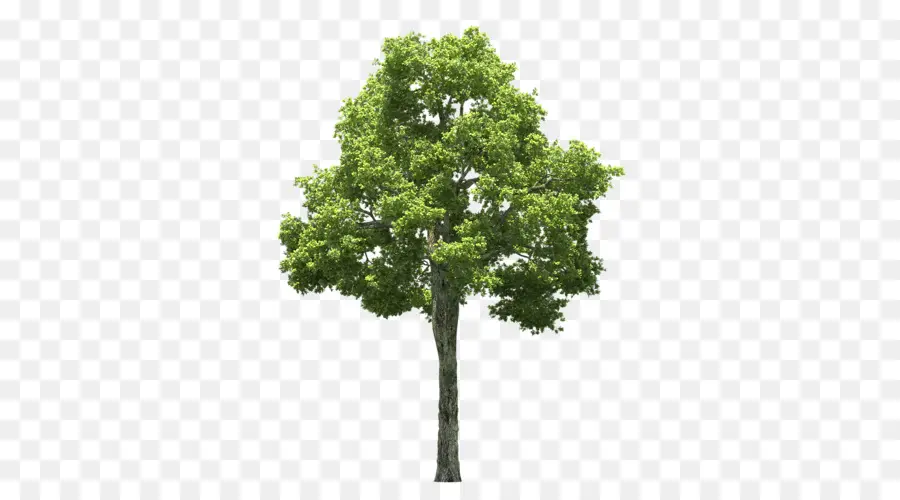 дерево，люди белый PNG