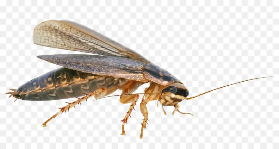 Cockroach，Blattodea PNG