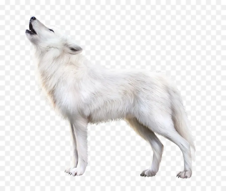 песец，аляскинский тундровый волк PNG