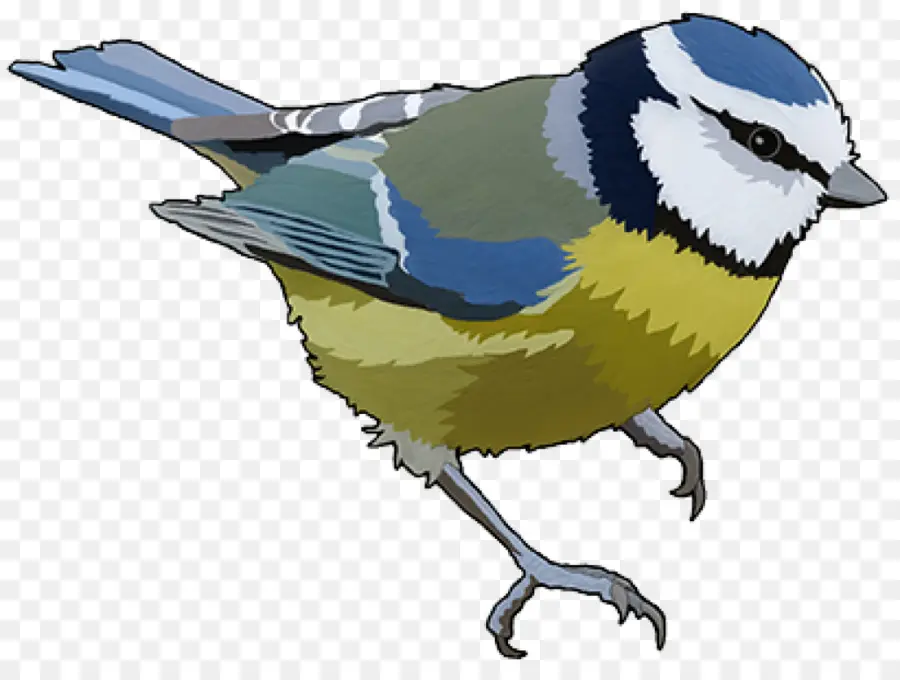 синица，птица PNG