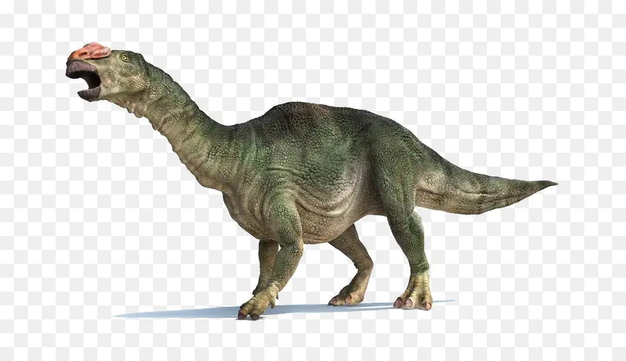 тиранозавр，Muttaburrasaurus PNG