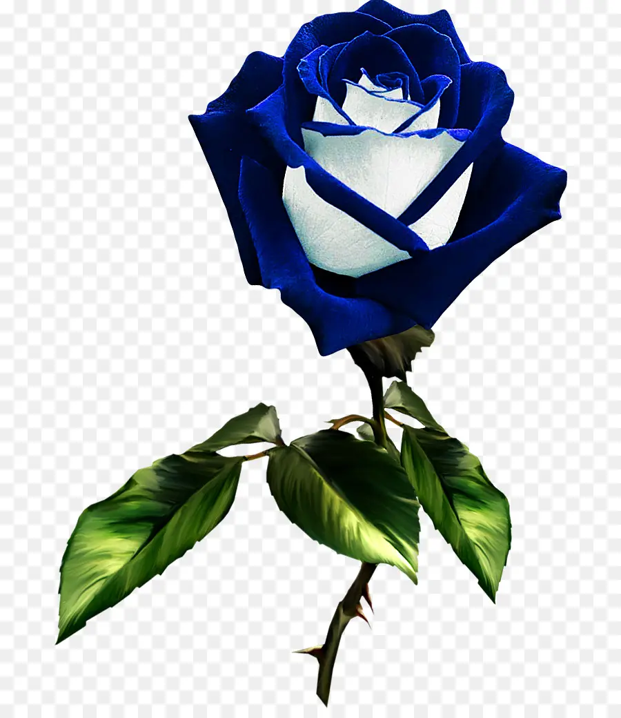 сад роз，голубая роза PNG