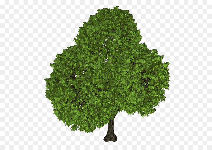 Дерево，Дуб PNG