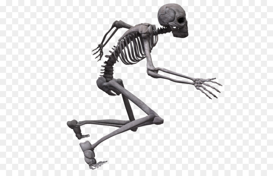скелет человека，скелет PNG