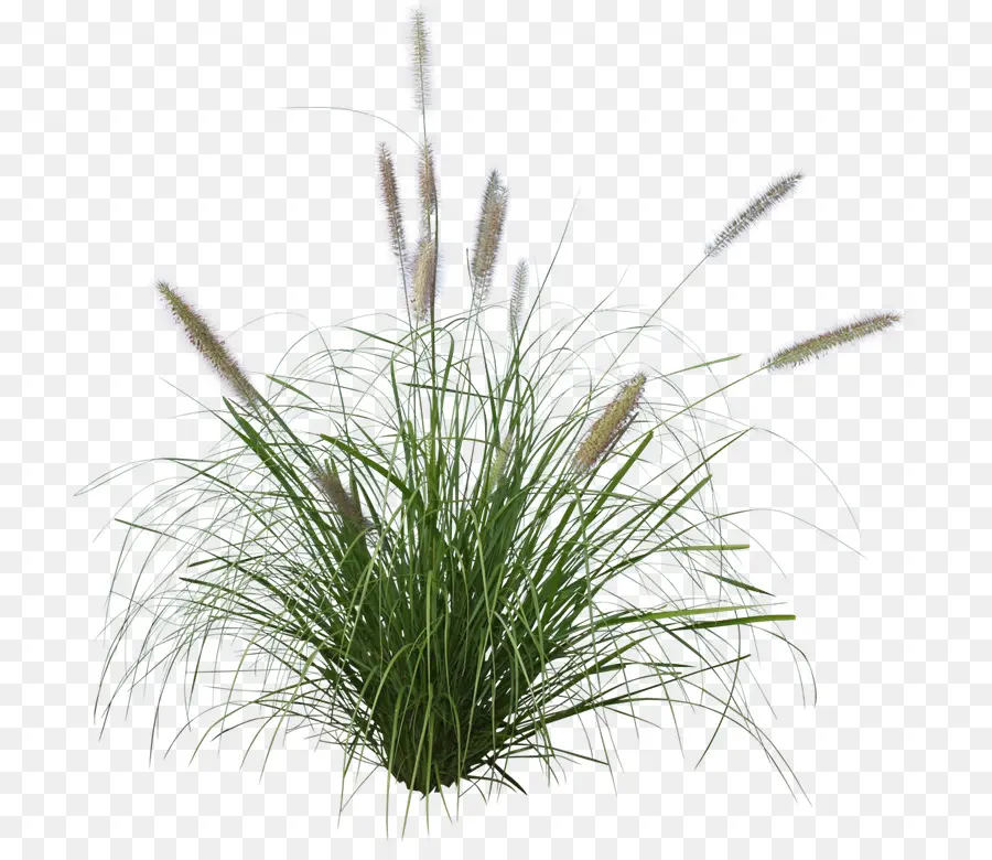 Pennisetum Alopecuroides，декоративные травы PNG