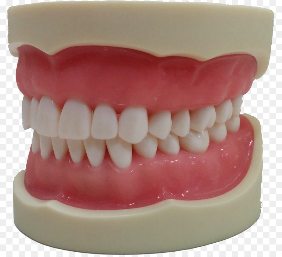 зуб，челюсть PNG
