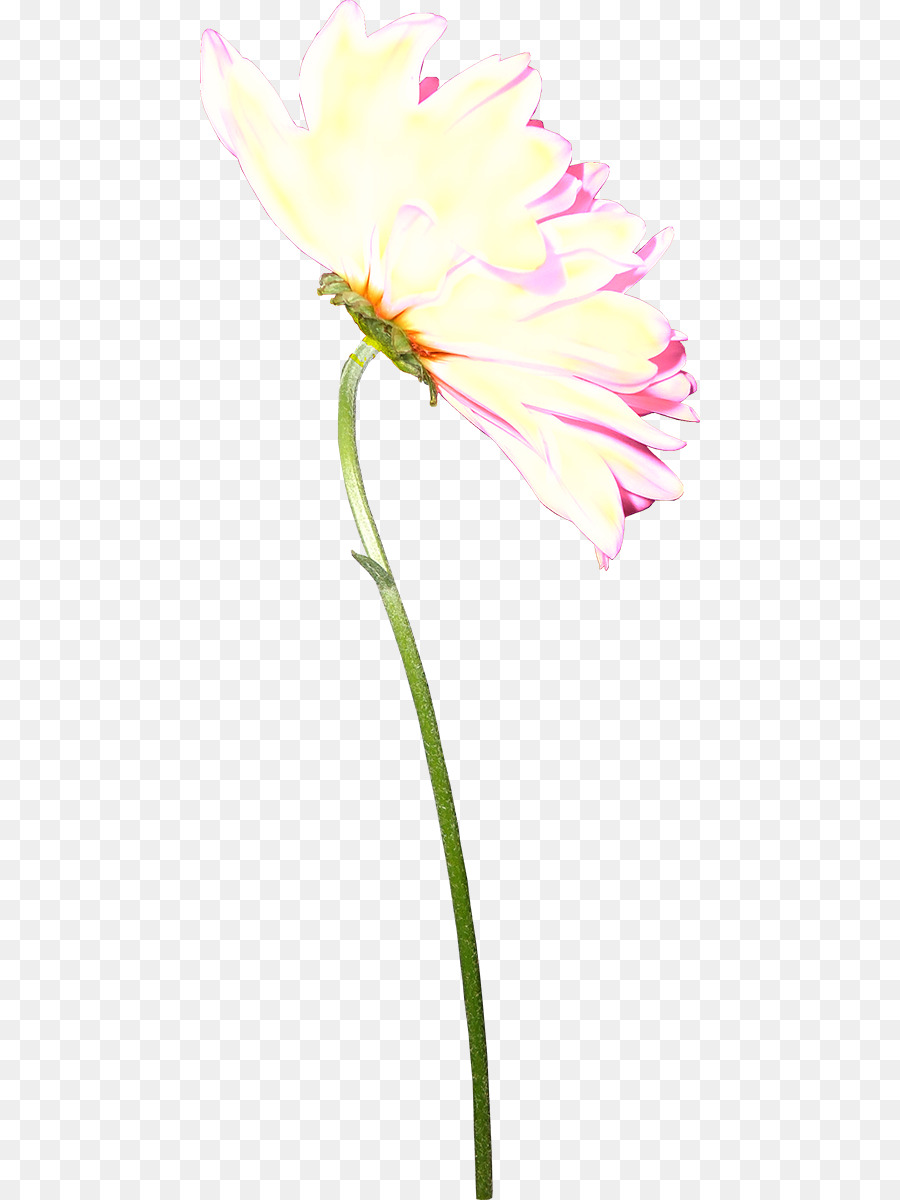 тюльпан，срезанные цветы PNG