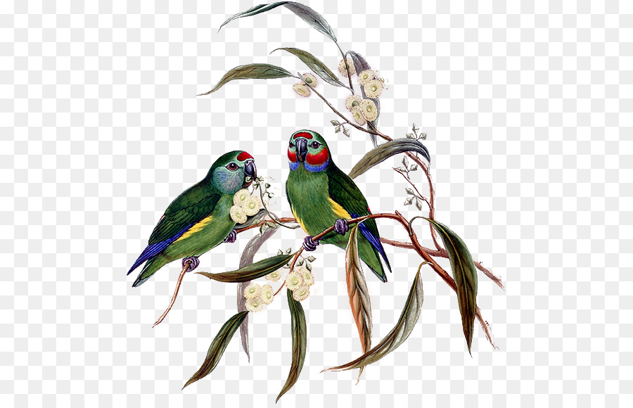 птица，птицы Австралии PNG