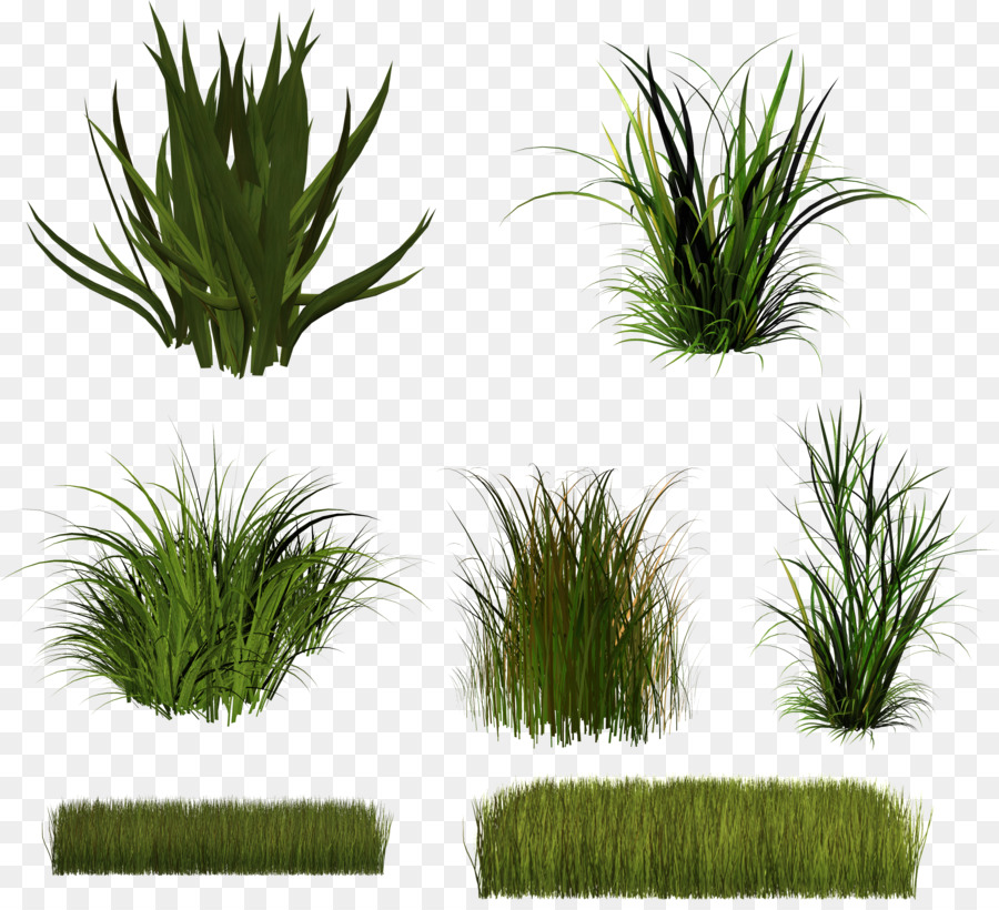 Grass plant. Трава клипарт. Растения клипарт. Растения для фотошопа. Трава без фона для фотошопа.