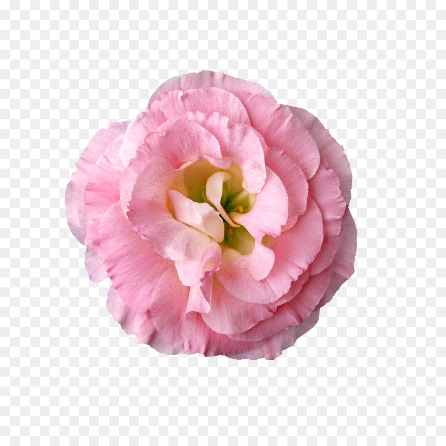 цветок，фотография PNG