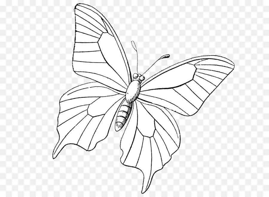 бабочка монарх，мандала PNG
