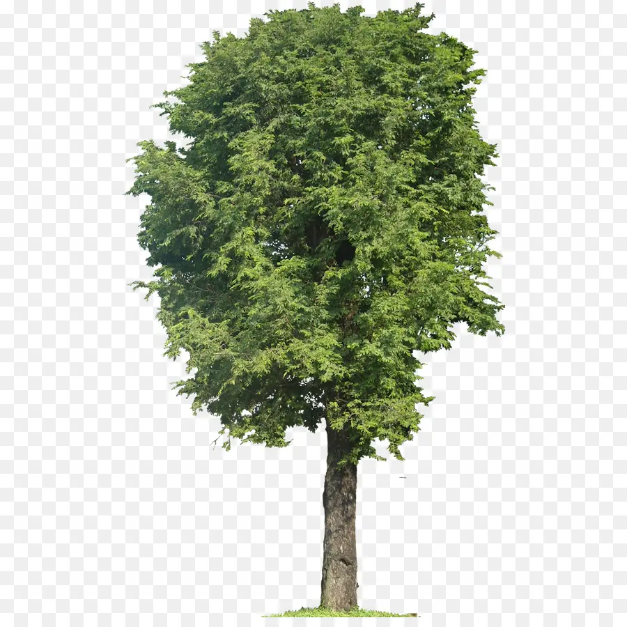дерево，плакучая фига PNG