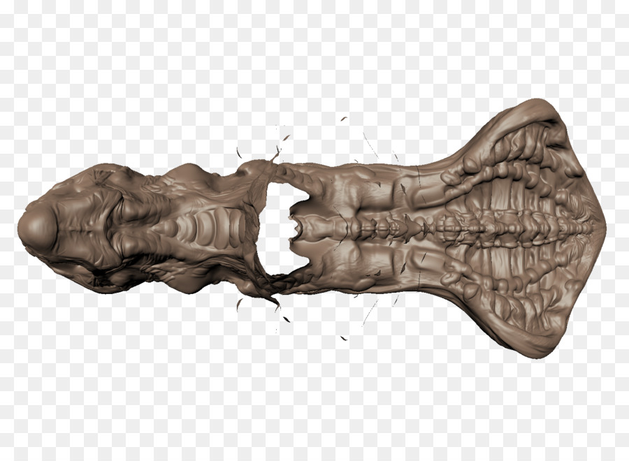древесины，кость PNG