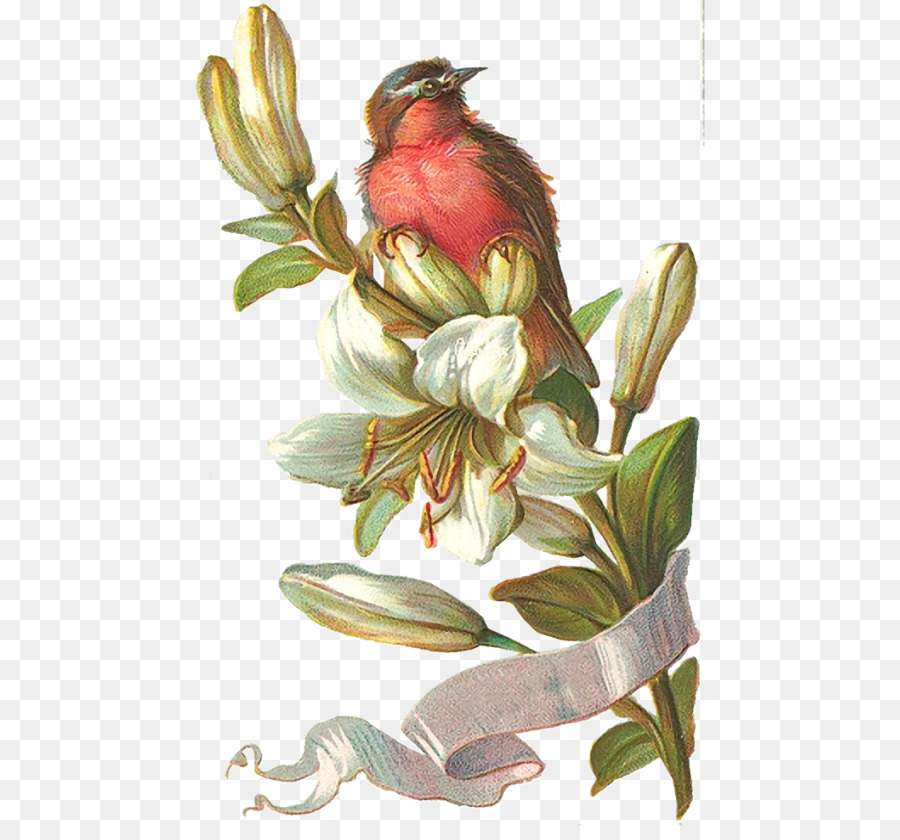 птица，Photoscape PNG