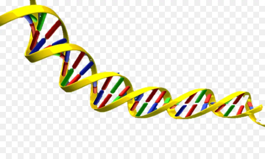 двойная спираль Личный счет открытия структуры ДНК，нуклеиновых кислот двойная спираль PNG