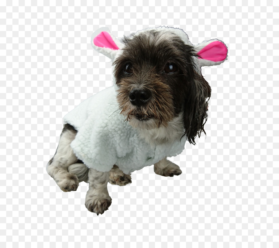 Schnoodle，щенок PNG