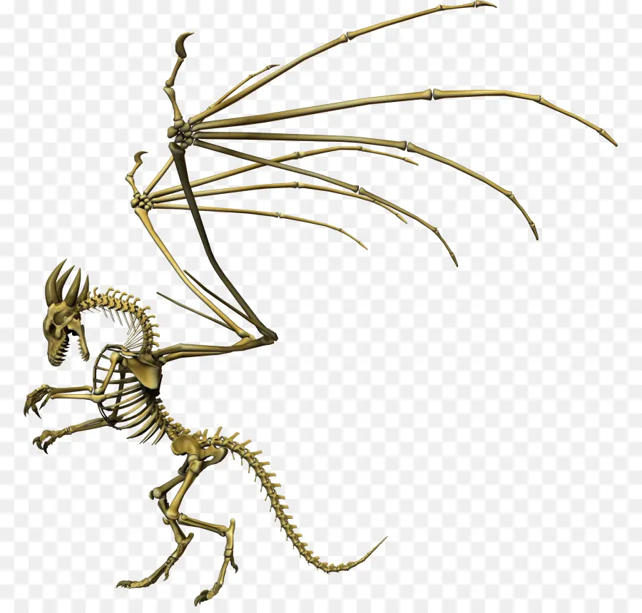 дракон，скелет PNG
