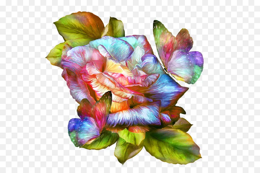 Радуга Роуз，роза PNG