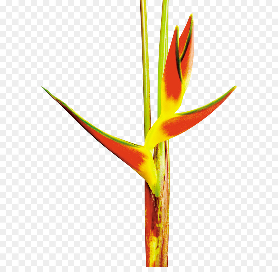 Heliconia Bihai，Bird Of Paradise Flower PNG