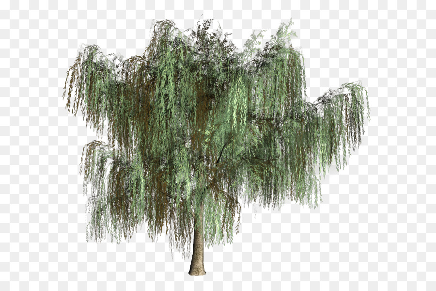 Уиллоу，дерево PNG