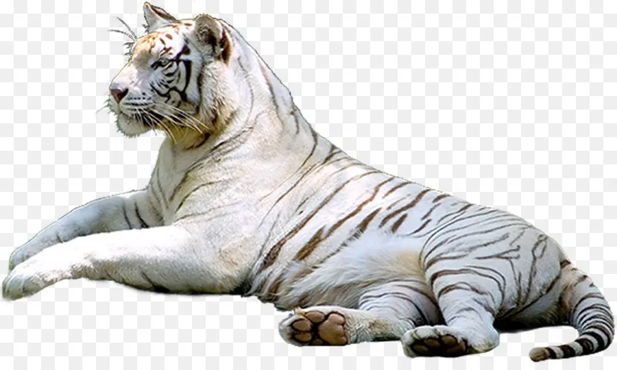 Белый тигр，леопард PNG