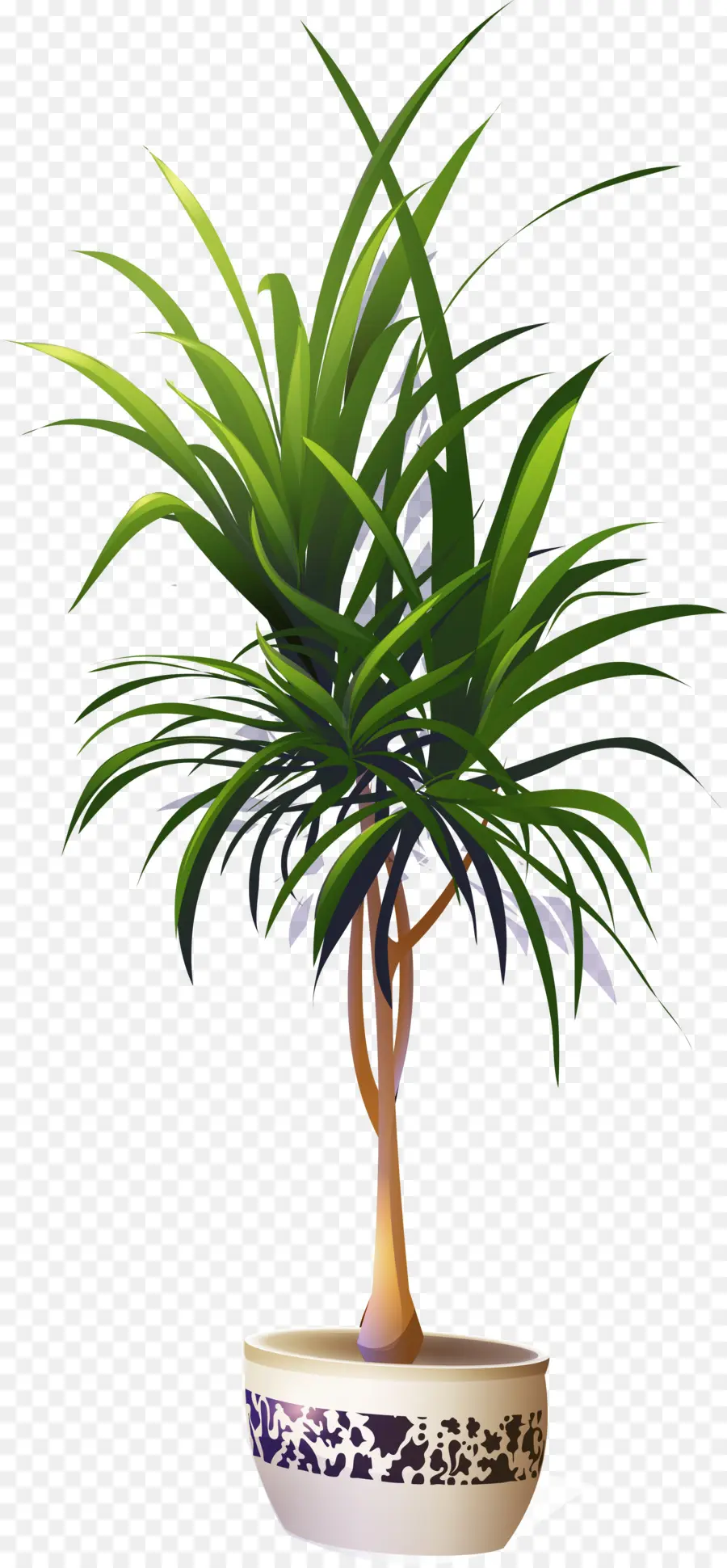 Arecaceae，комнатное растение PNG