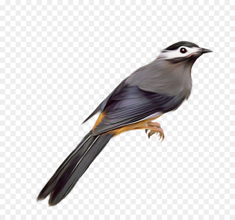 птица，обыкновенный скворец PNG