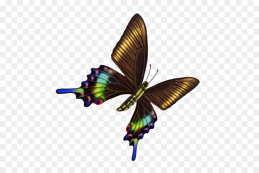 бабочка，крыло PNG