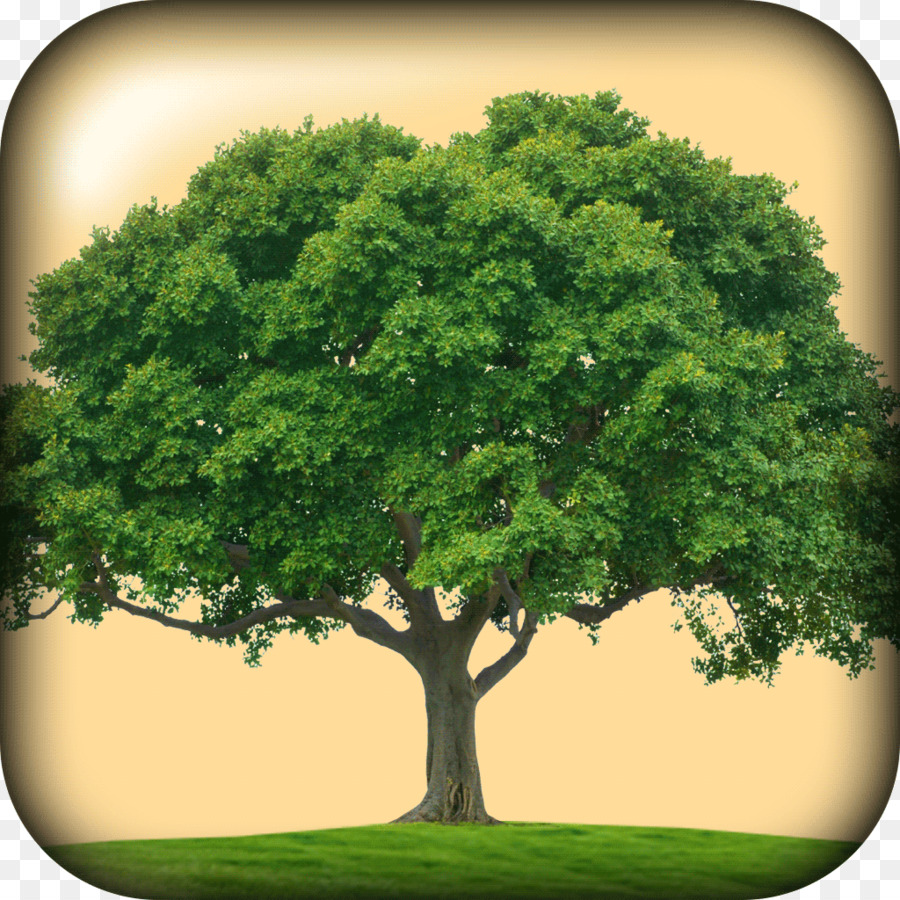 Дерево дуб для родословной