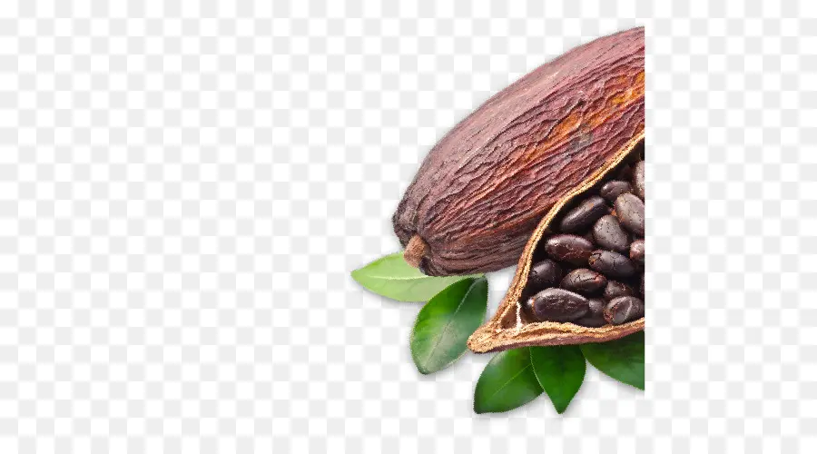 Cocoa Bean，креольский PNG