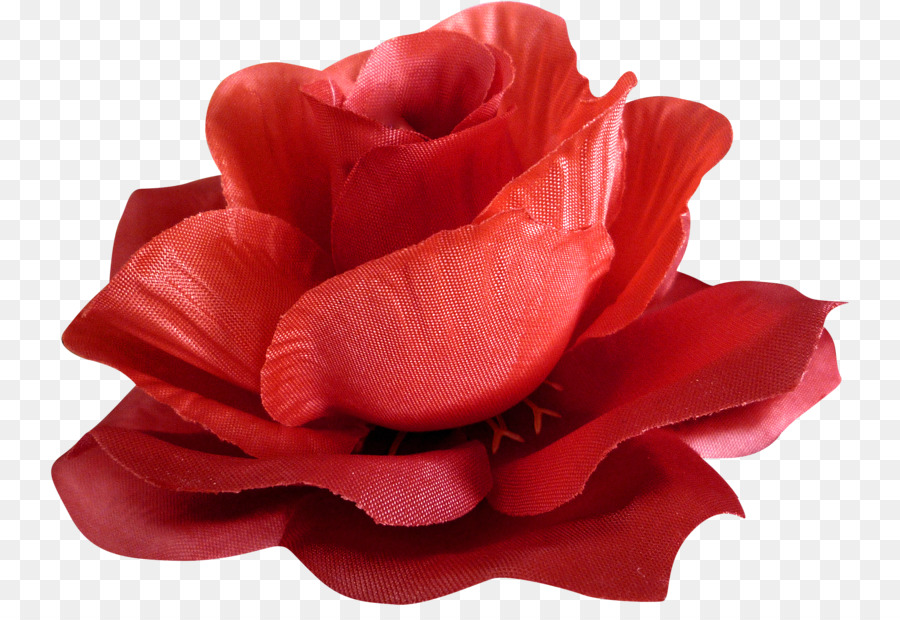 по прежнему жизни розовых роз，роза PNG