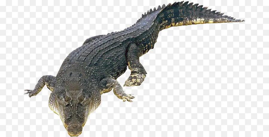 крокодил，крокодилы PNG