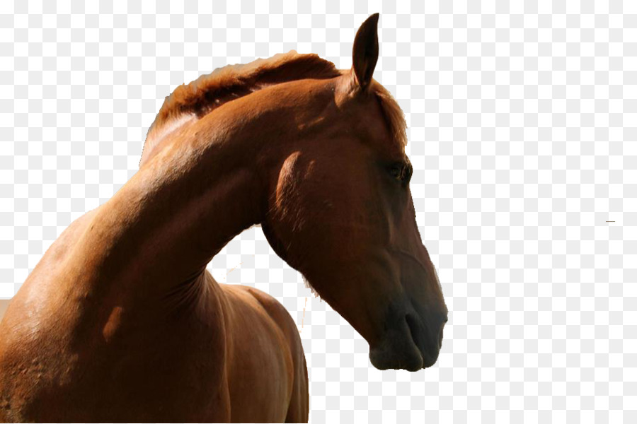 лошадь，Pillowtalk PNG