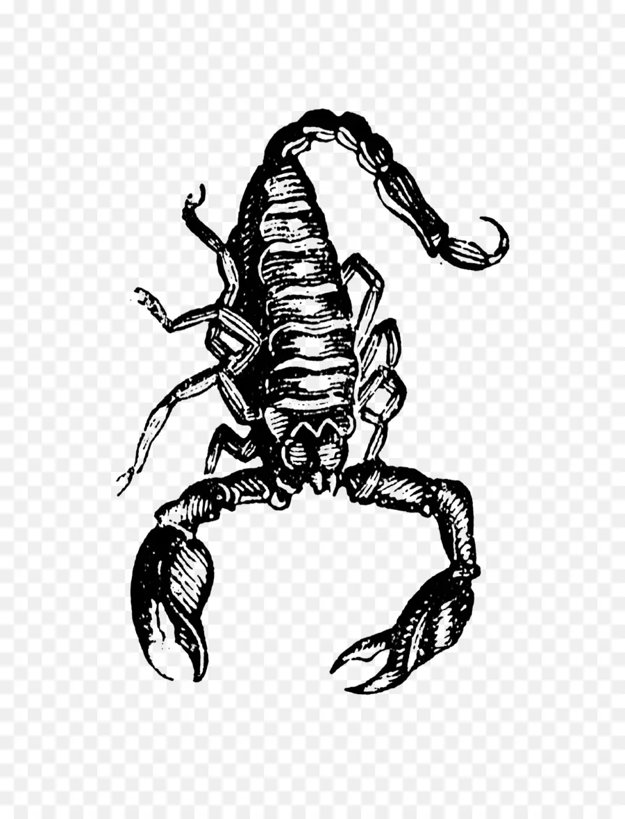 Скорпион，рисунок PNG