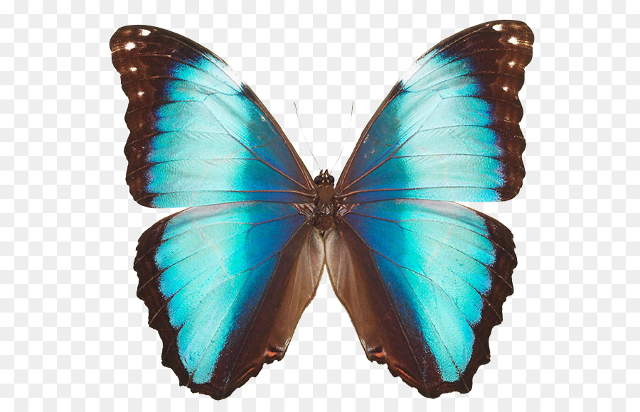 бабочка，компания Morpho Deidamia PNG