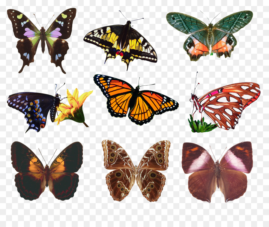Разные крылья бабочек. Многообразие бабочек. Разные бабочки. Разные виды бабочек. Бабочки цветные.