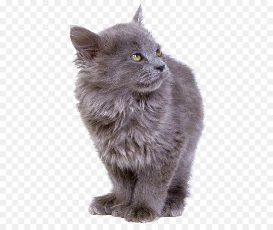 Серый кот，кошачий PNG