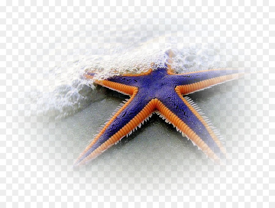 иглокожих，морская звезда PNG