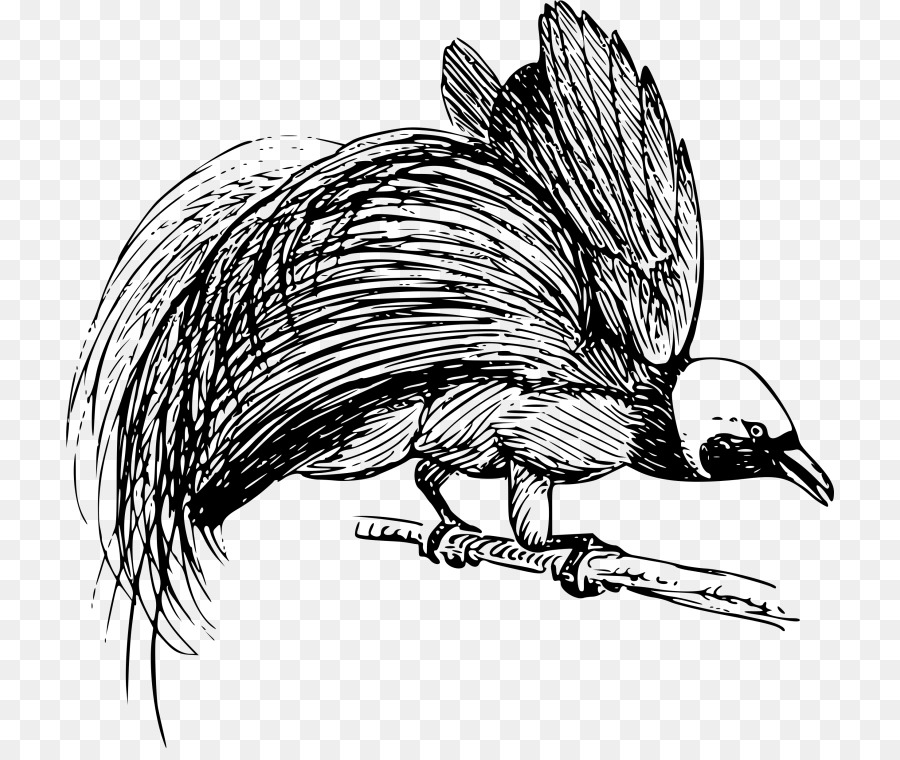 птица，Birdofparadise PNG