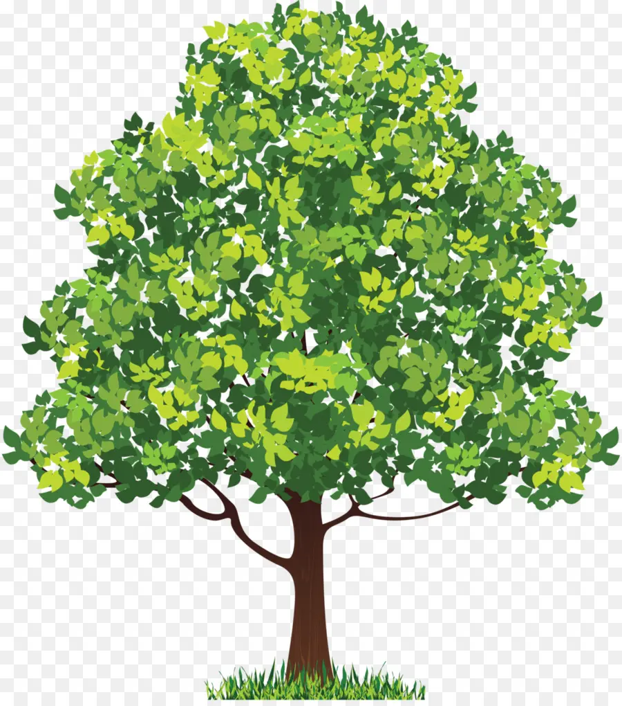 нима дерева，дерево PNG