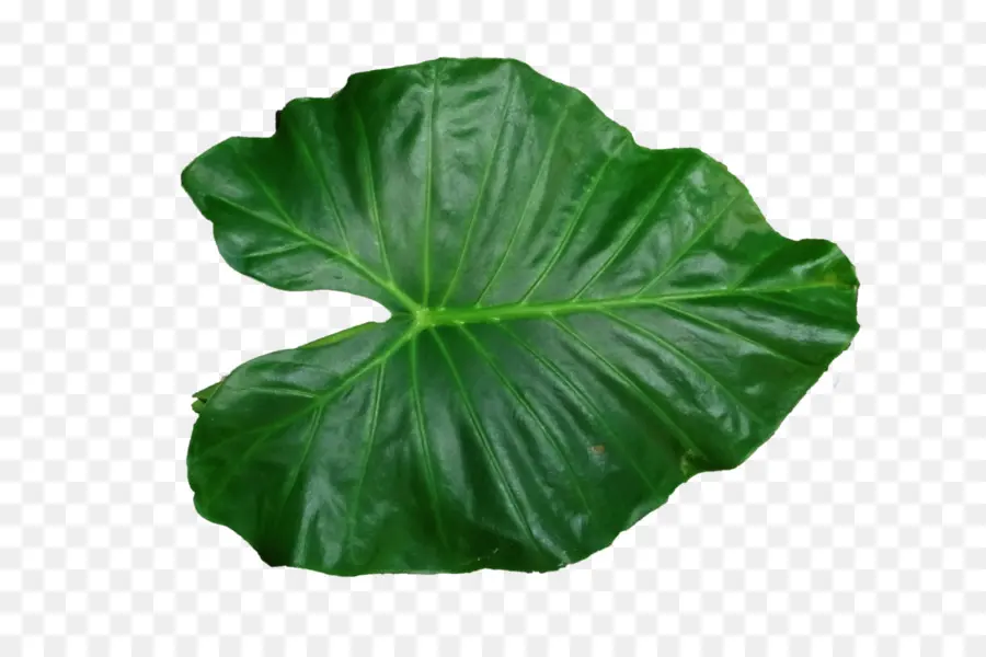 лист，листовой овощ PNG