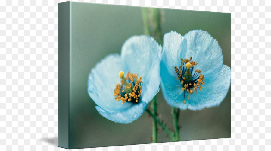 Meconopsis Betonicifolia，Поппи PNG