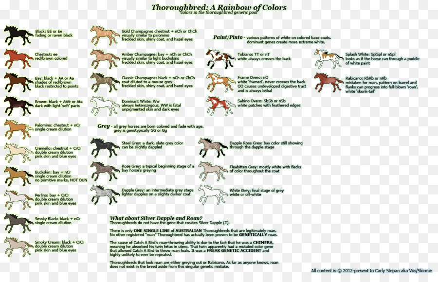 Таблица окрасов чистокровных лошадей，лошадь PNG