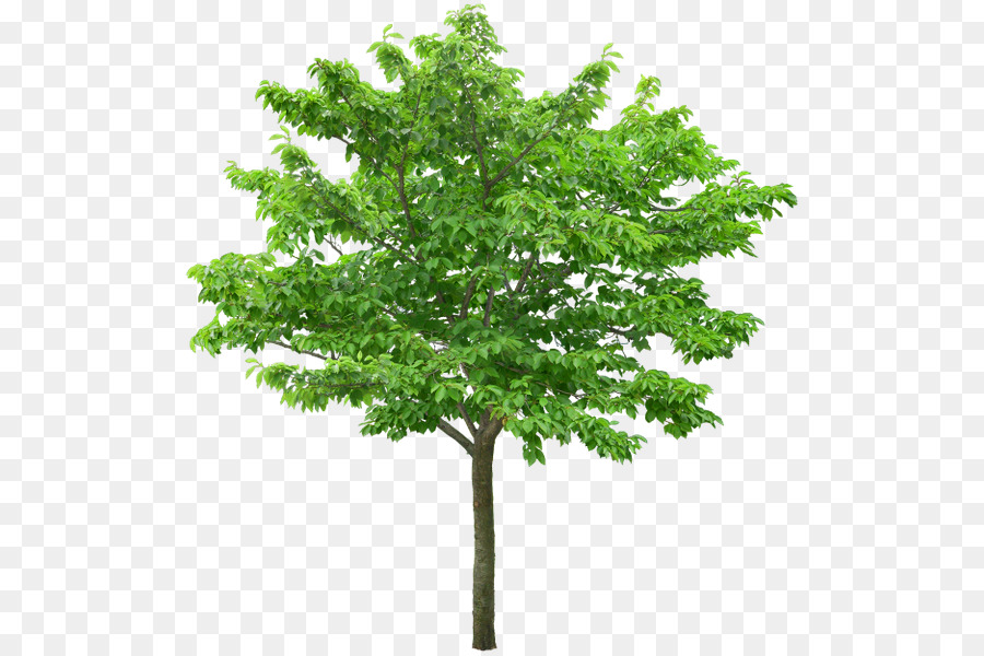 стоковая фотография，дерево PNG