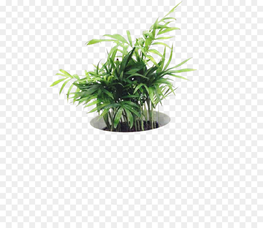 горшок，комнатное растение PNG