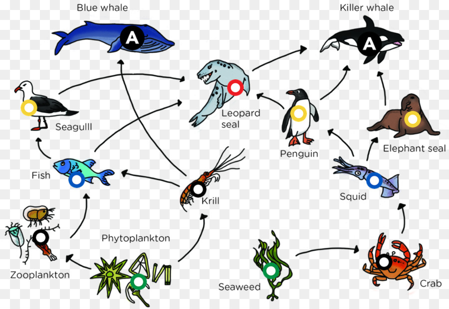 Пищевая цепь в океане схема